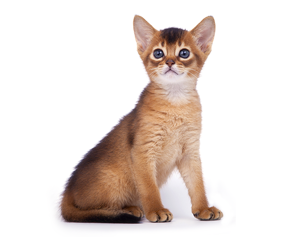 Abyssinian