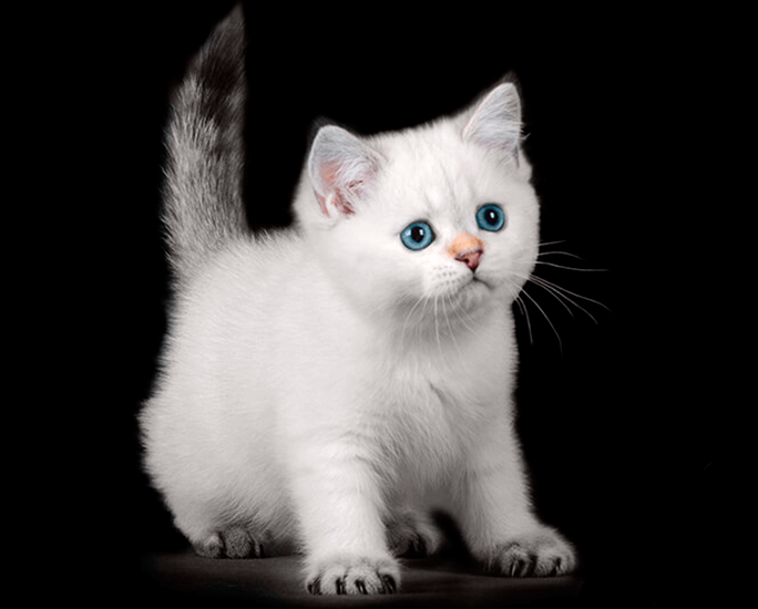 Luana Cattery Kitten