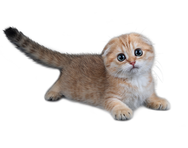 Scottish Fold